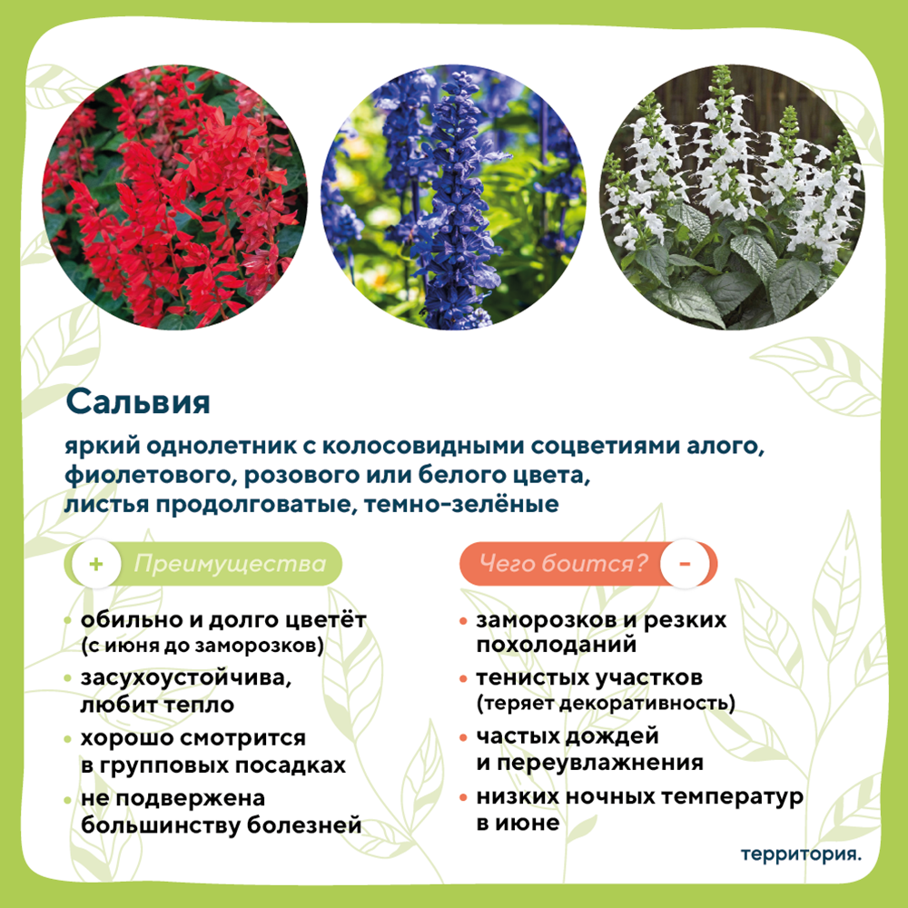 атлас растений 5_1 (1).png