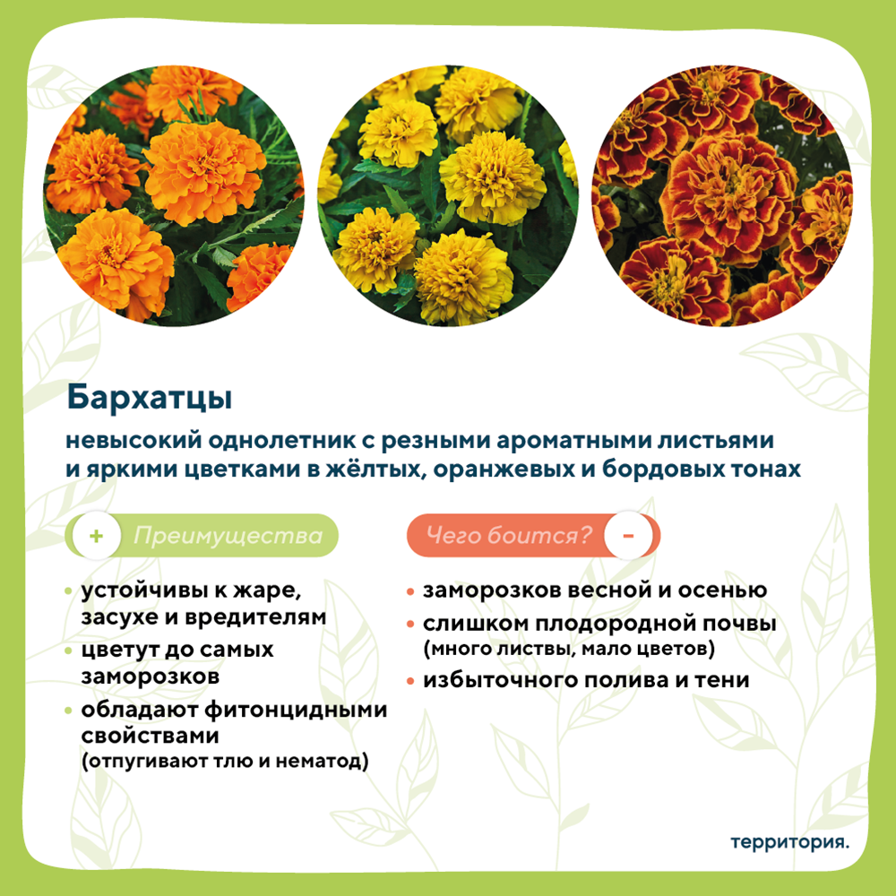 атлас растений 3_1.png