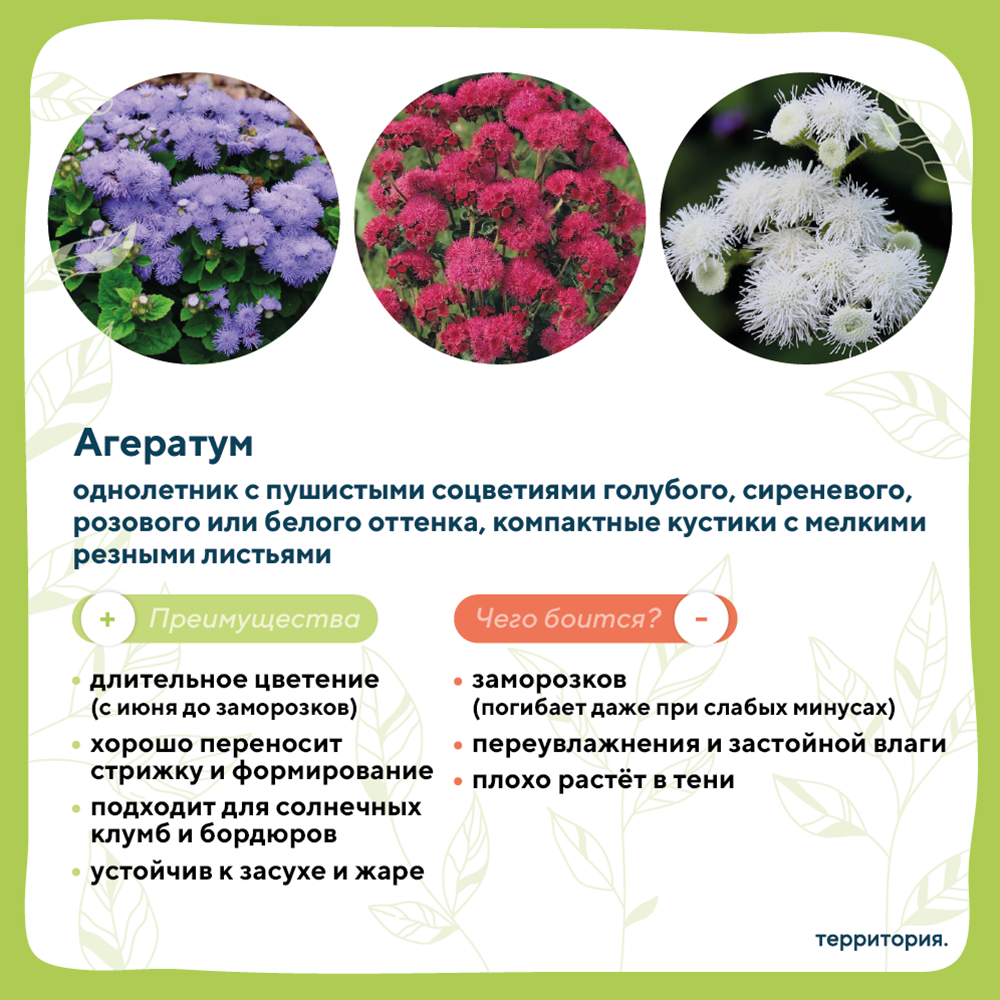 атлас растений 2_1 (1).png