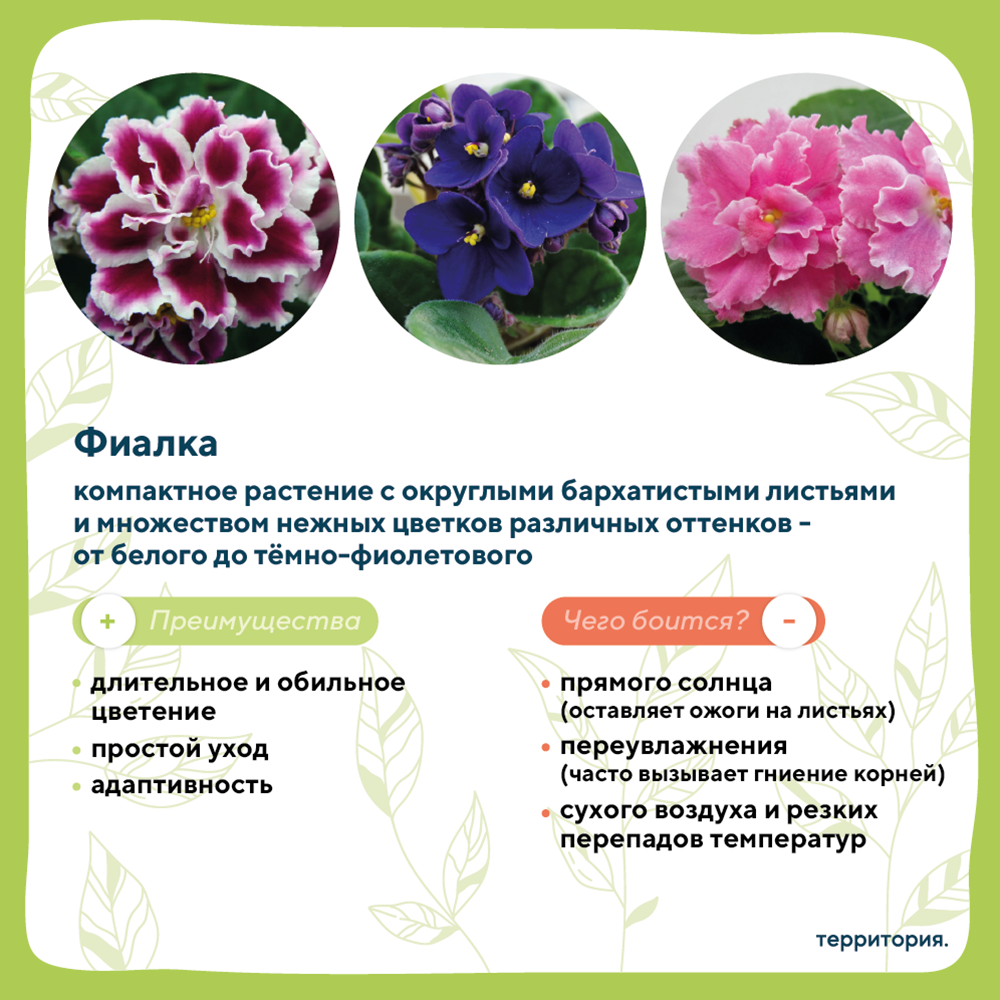 атлас растений 6_1 (1) (1).png
